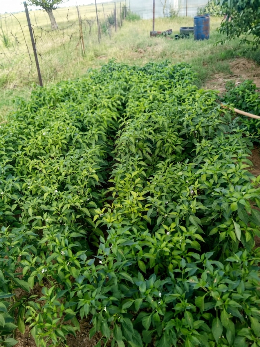A thriving KRS chilli field under the Northern Cape sky