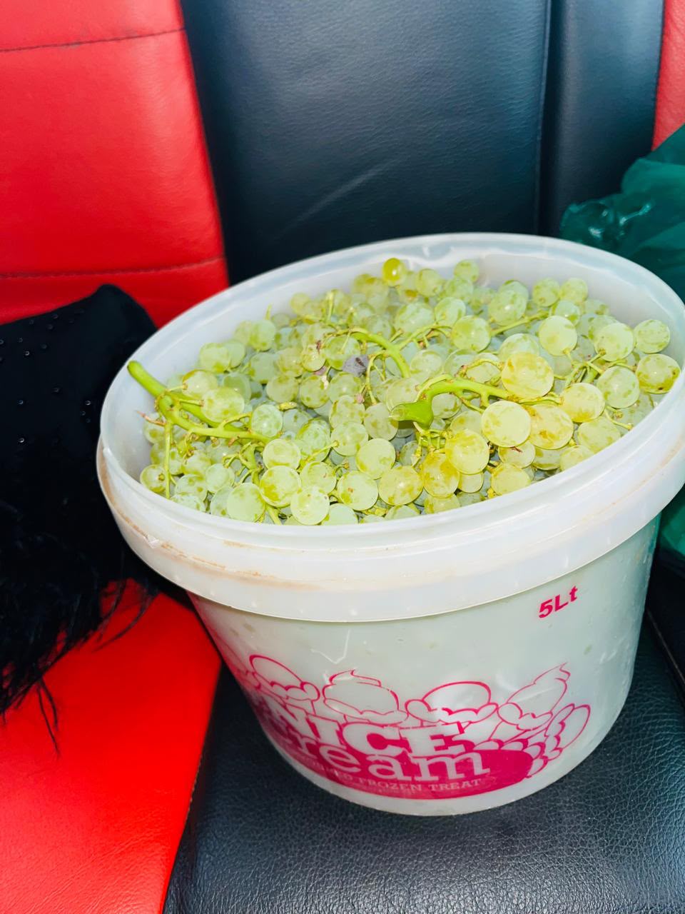 Fresh green grapes harvested by KRS