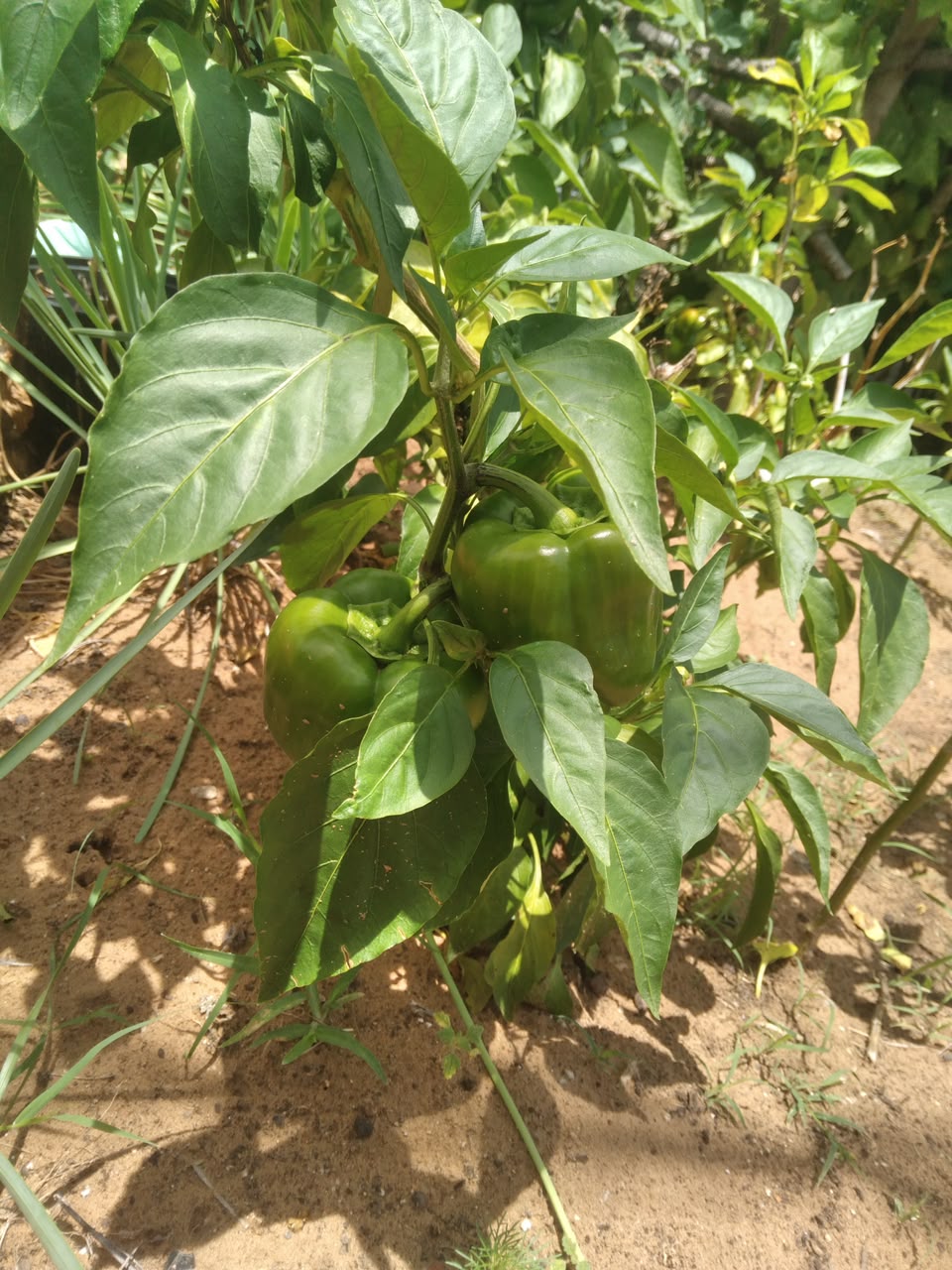 Green peppers growing in the KRS garden