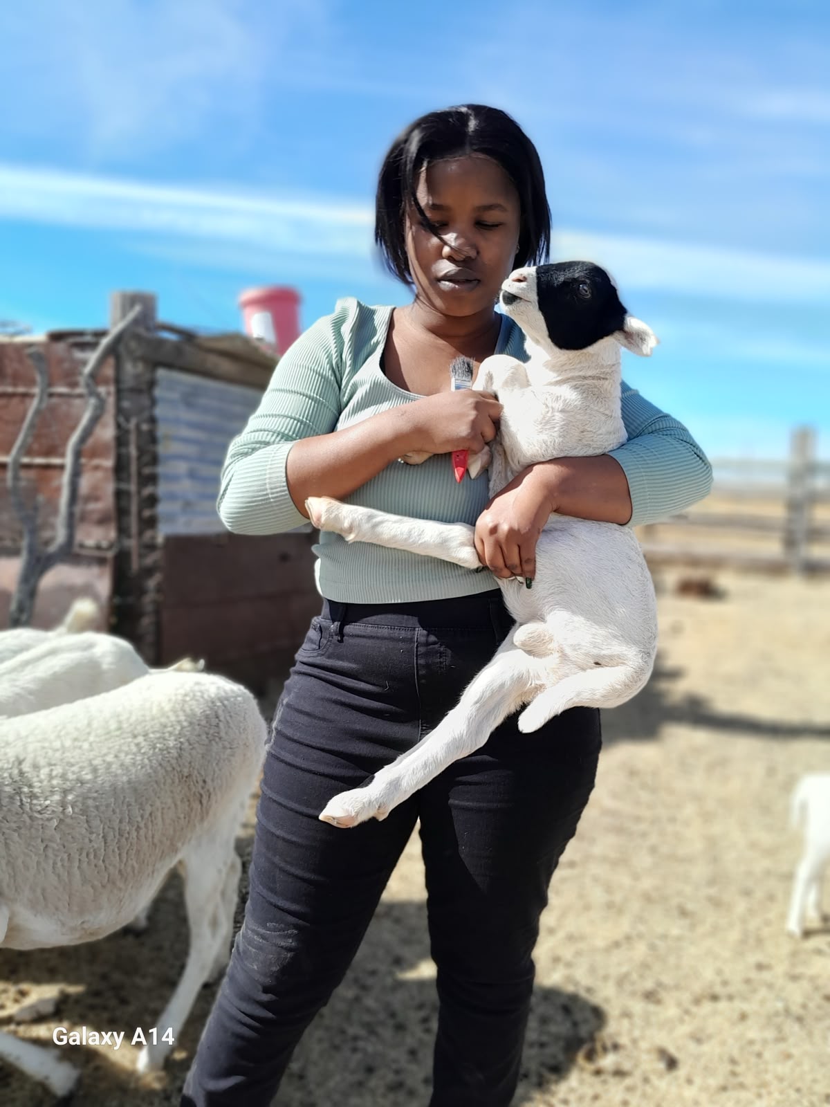 A KRS farmer caring for a young lamb