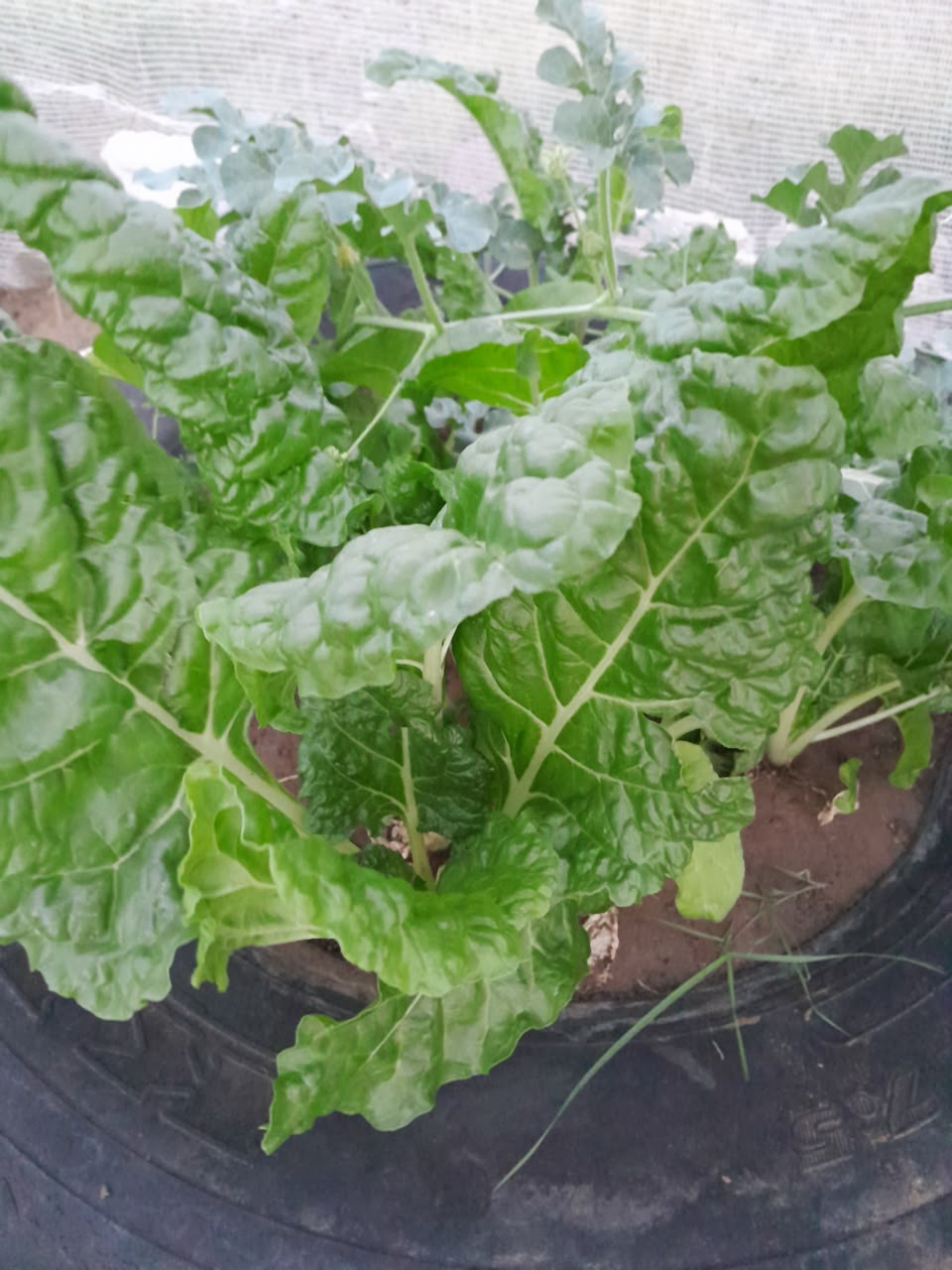 Fresh mature spinach growing at KRS