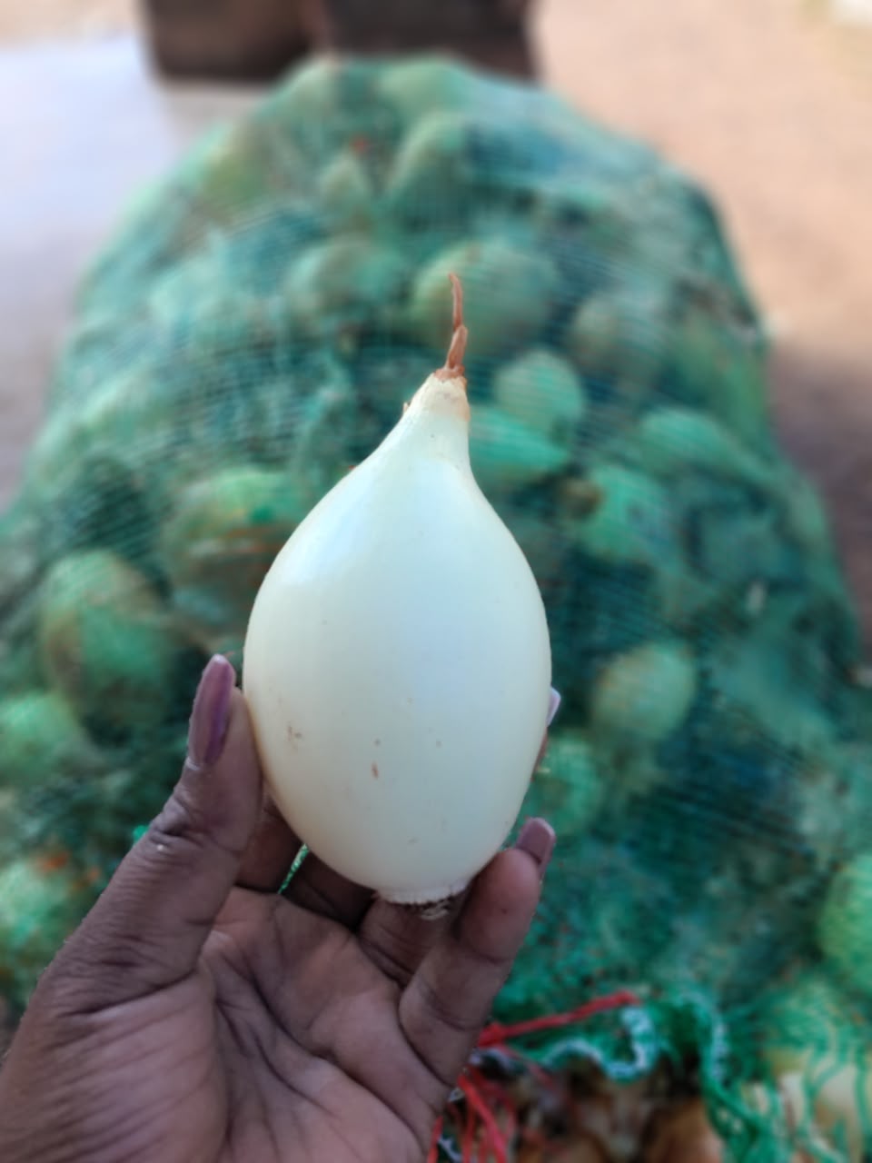 A freshly lifted white onion shown after harvest