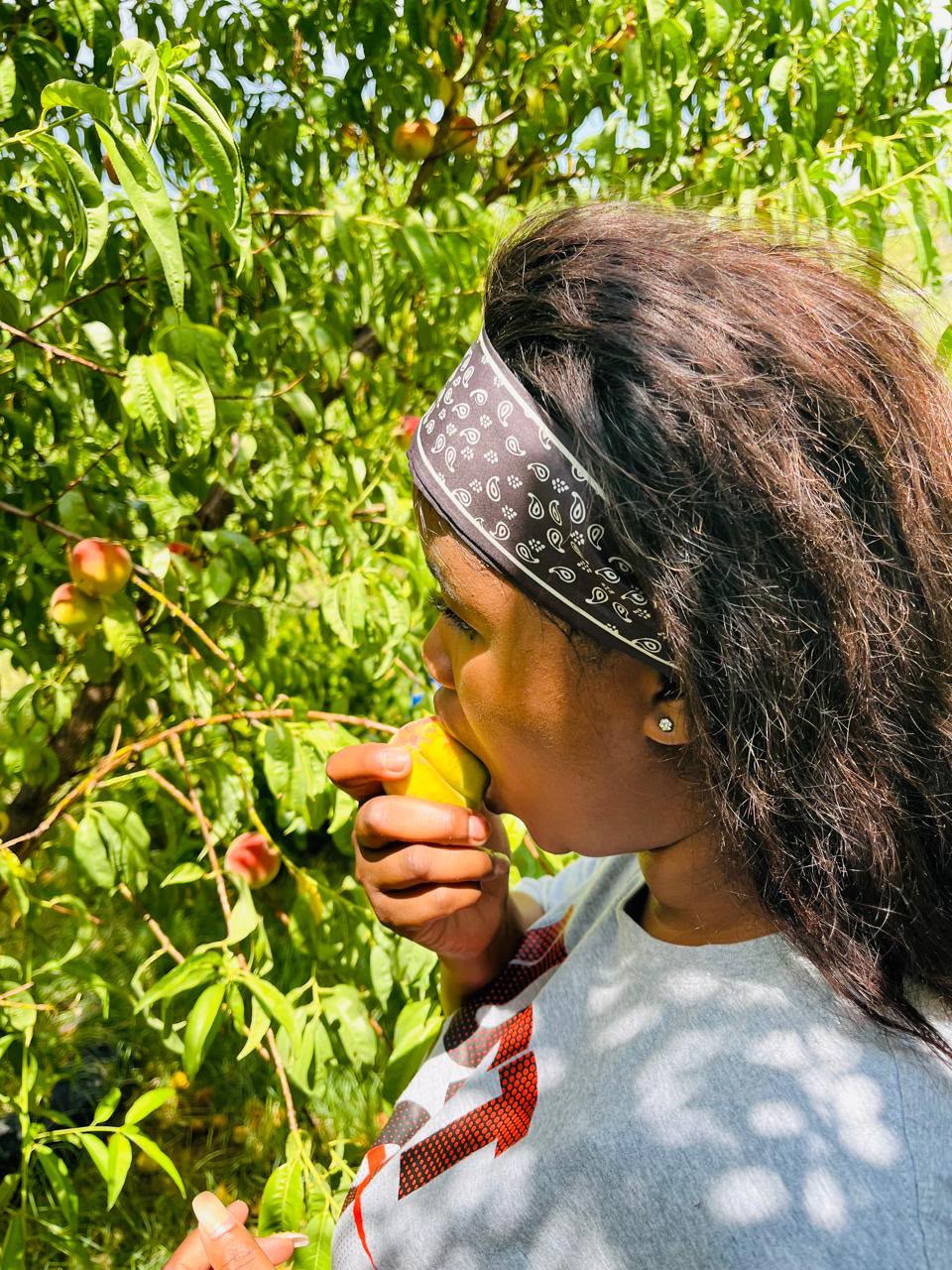 A KRS farmer checking ripe fruit in the orchard