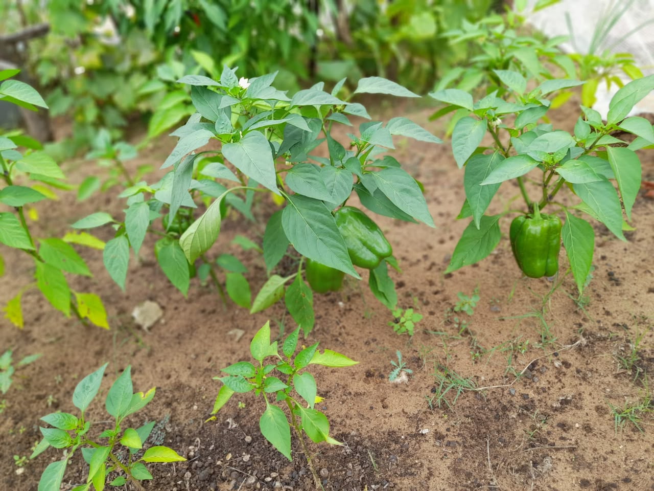 Green peppers growing in a neat KRS row