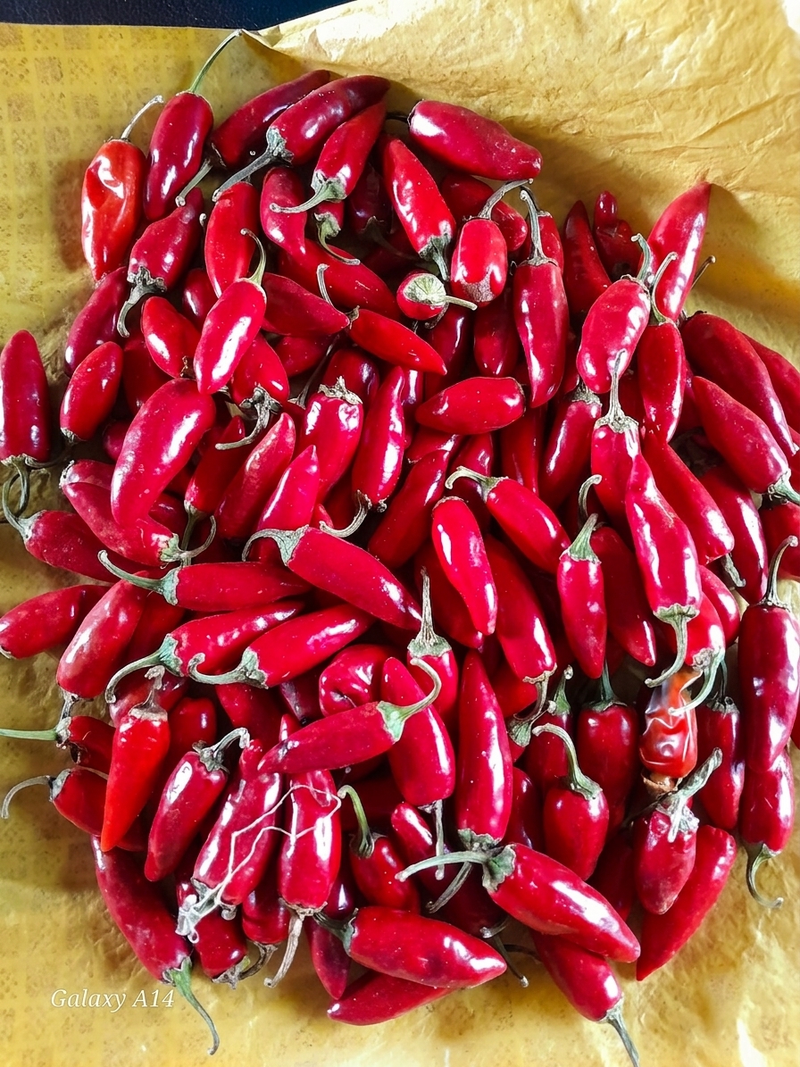 Fresh red chillies harvested by KRS