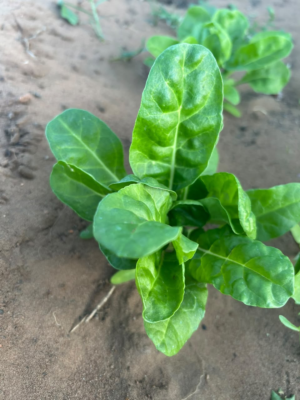 A healthy young spinach plant developing strong leaves