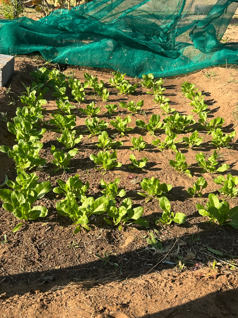 Rows of spinach growing together in carefully maintained soil