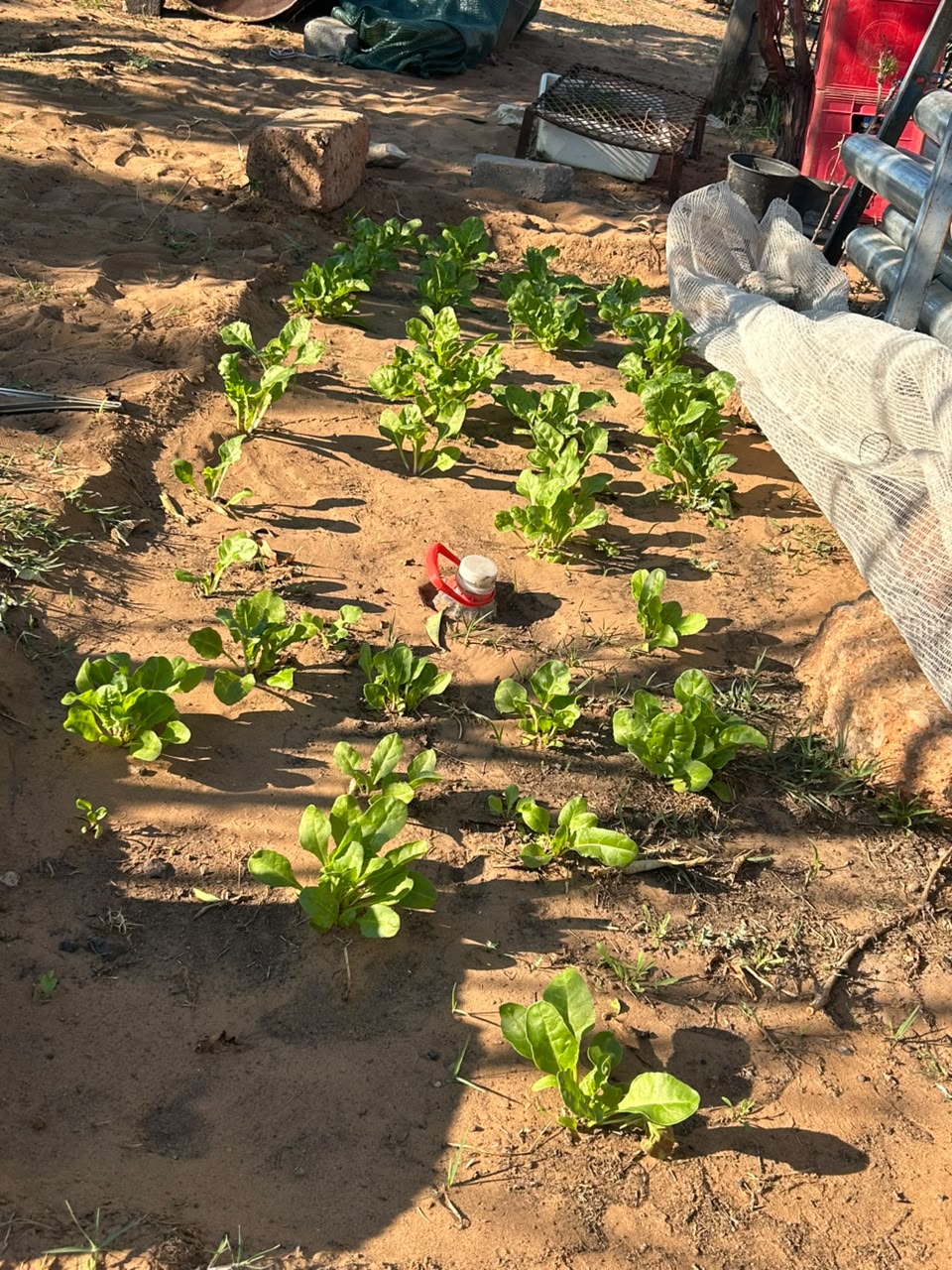 Young KRS spinach plants growing in prepared rows
