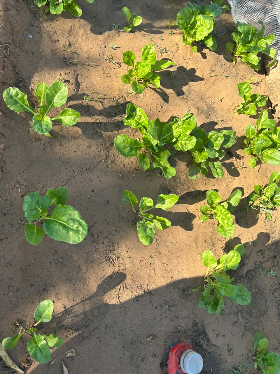 Young spinach plants newly established in prepared KRS soil